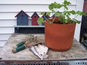 gardening tools and plants
